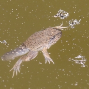 Crinia sp. (genus) at Acton, ACT - 4 Feb 2022