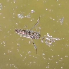 Notonectidae (family) (Backswimmer) at ANBG - 3 Feb 2022 by AlisonMilton