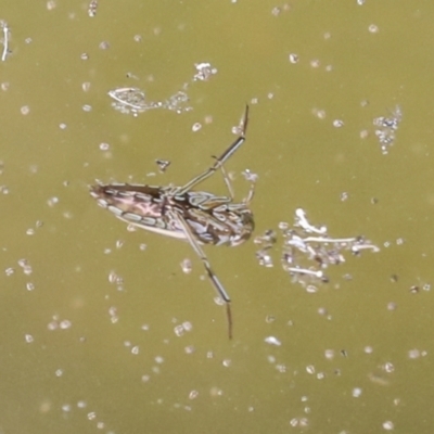 Notonectidae (family) (Backswimmer) at Acton, ACT - 3 Feb 2022 by AlisonMilton