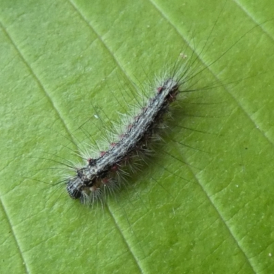 Anestia (genus) (A tiger moth) at Kaleen, ACT - 9 Feb 2022 by Birdy