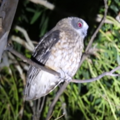 Ninox boobook (Southern Boobook) at Kambah, ACT - 9 Feb 2022 by HelenCross