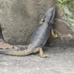 Pogona barbata (Eastern Bearded Dragon) at GG179 - 4 Feb 2022 by AlisonMilton