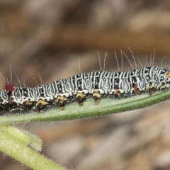 Phalaenoides glycinae (Grapevine Moth) at Acton, ACT - 4 Feb 2022 by AlisonMilton