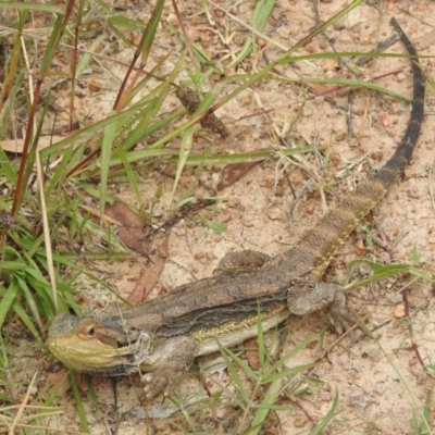 Pogona barbata (Eastern Bearded Dragon) at Stromlo, ACT - 9 Feb 2022 by HelenCross