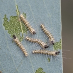 Uraba lugens (Gumleaf Skeletonizer) at Acton, ACT - 4 Feb 2022 by AlisonMilton