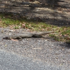 Varanus rosenbergi (Heath or Rosenberg's Monitor) at Booth, ACT - 9 Feb 2022 by Christine