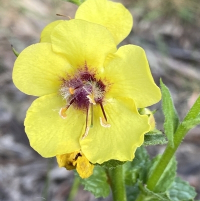 Verbascum virgatum (Green Mullein) at Jagungal Wilderness, NSW - 24 Jan 2022 by NedJohnston