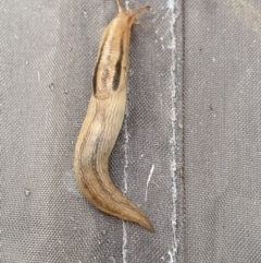 Ambigolimax nyctelia (Striped Field Slug) at Jagungal Wilderness, NSW - 23 Jan 2022 by Ned_Johnston