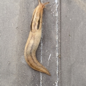 Ambigolimax nyctelia at Jagungal Wilderness, NSW - 24 Jan 2022