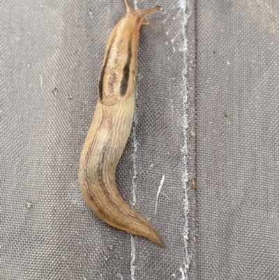 Ambigolimax nyctelia (Striped Field Slug) at Kosciuszko National Park - 23 Jan 2022 by Ned_Johnston