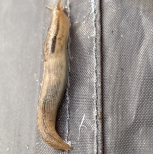 Ambigolimax nyctelia at Jagungal Wilderness, NSW - 24 Jan 2022