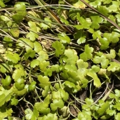 Hydrocotyle sp. at Kosciuszko National Park, NSW - 23 Jan 2022 by Ned_Johnston