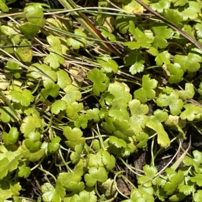 Hydrocotyle sp. at Kosciuszko National Park, NSW - 23 Jan 2022 by NedJohnston