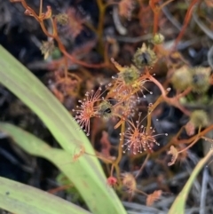 Drosera peltata (Shield Sundew) at Kosciuszko National Park, NSW - 23 Jan 2022 by Ned_Johnston