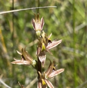 Paraprasophyllum tadgellianum at Kosciuszko National Park - suppressed