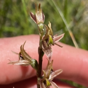 Paraprasophyllum tadgellianum at Kosciuszko National Park - suppressed