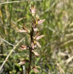 Paraprasophyllum tadgellianum at Kosciuszko National Park - suppressed