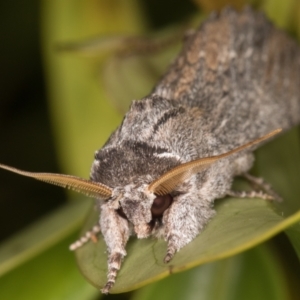 Destolmia lineata at Melba, ACT - 9 Dec 2021 12:35 AM