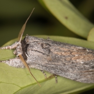 Destolmia lineata at Melba, ACT - 9 Dec 2021 12:35 AM