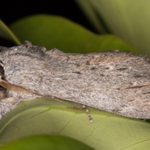 Destolmia lineata at Melba, ACT - 9 Dec 2021 12:35 AM