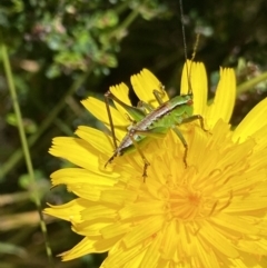 Conocephalus sp. (genus) (A Tussock Katydid) at Kosciuszko National Park, NSW - 23 Jan 2022 by Ned_Johnston