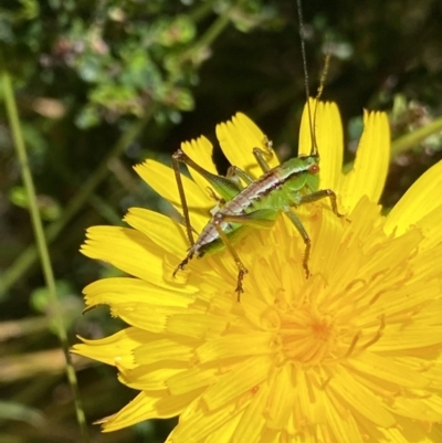 Conocephalus sp. (genus) (A Tussock Katydid) at Kosciuszko National Park, NSW - 23 Jan 2022 by NedJohnston