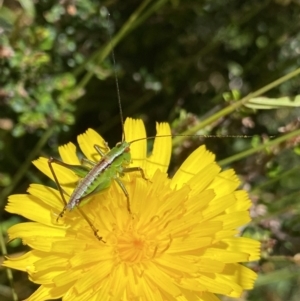 Conocephalus sp. (genus) at Kosciuszko National Park, NSW - 23 Jan 2022 12:19 PM