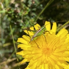 Conocephalus sp. (genus) at Kosciuszko National Park, NSW - 23 Jan 2022 12:19 PM