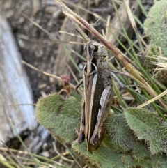 Austroicetes sp. (genus) (A grasshopper) at Jindabyne, NSW - 23 Jan 2022 by NedJohnston