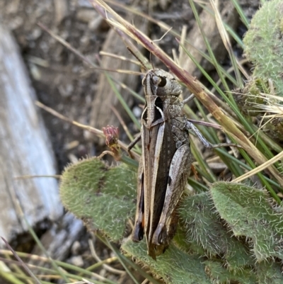 Austroicetes sp. (genus) (A grasshopper) at Jindabyne, NSW - 23 Jan 2022 by NedJohnston