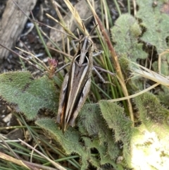 Austroicetes sp. (genus) at Jindabyne, NSW - 23 Jan 2022 12:18 PM