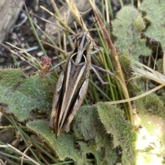 Austroicetes sp. (genus) at Jindabyne, NSW - 23 Jan 2022 12:18 PM