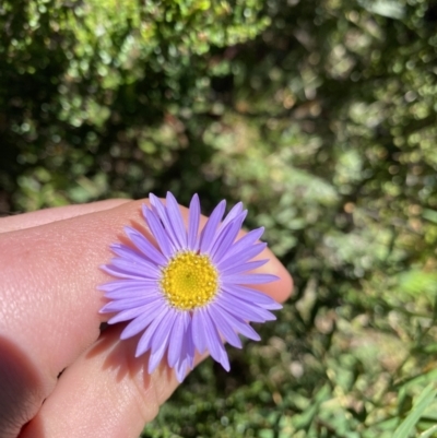 Brachyscome spathulata (Coarse Daisy, Spoon-leaved Daisy) at Jindabyne, NSW - 23 Jan 2022 by Ned_Johnston