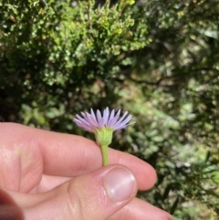 Brachyscome spathulata at Jindabyne, NSW - 23 Jan 2022