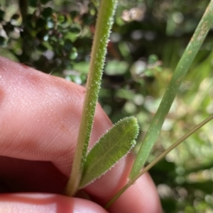 Brachyscome spathulata at Jindabyne, NSW - 23 Jan 2022 12:17 PM