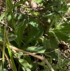 Brachyscome spathulata at Jindabyne, NSW - 23 Jan 2022 12:17 PM