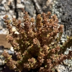 Crassula sieberiana (Austral Stonecrop) at Jindabyne, NSW - 23 Jan 2022 by Ned_Johnston