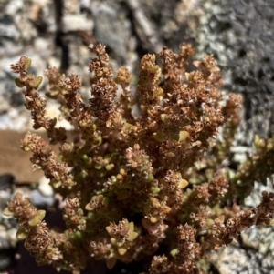 Crassula sieberiana at Jindabyne, NSW - 23 Jan 2022 12:13 PM