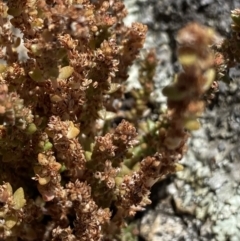 Crassula sieberiana at Jindabyne, NSW - 23 Jan 2022