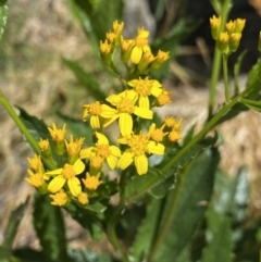 Senecio linearifolius var. latifolius at Jindabyne, NSW - 23 Jan 2022 by NedJohnston