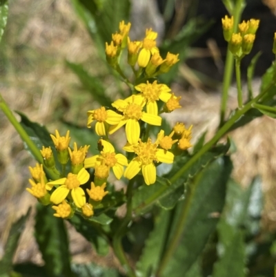 Senecio linearifolius var. latifolius at Jindabyne, NSW - 23 Jan 2022 by NedJohnston