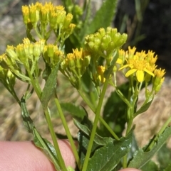 Senecio linearifolius var. latifolius at Jindabyne, NSW - 23 Jan 2022 12:10 PM