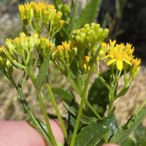 Senecio linearifolius var. latifolius at Jindabyne, NSW - 23 Jan 2022 12:10 PM