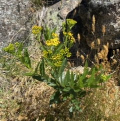 Senecio linearifolius var. latifolius at Jindabyne, NSW - 23 Jan 2022 12:10 PM