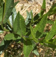 Senecio linearifolius var. latifolius at Jindabyne, NSW - 23 Jan 2022 12:10 PM