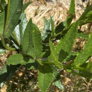 Senecio linearifolius var. latifolius at Jindabyne, NSW - 23 Jan 2022 12:10 PM