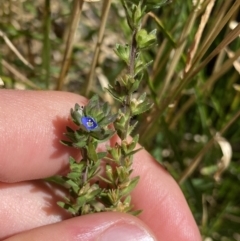 Veronica peregrina (Wandering Speedwell) at Jindabyne, NSW - 23 Jan 2022 by NedJohnston