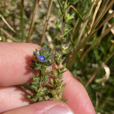 Veronica peregrina (Wandering Speedwell) at Jindabyne, NSW - 23 Jan 2022 by NedJohnston