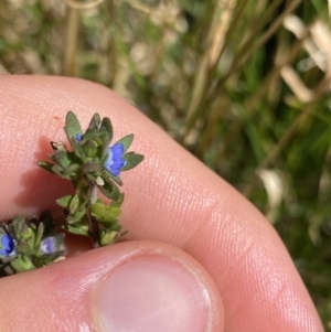 Veronica peregrina at Jindabyne, NSW - 23 Jan 2022 12:09 PM