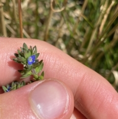 Veronica peregrina at Jindabyne, NSW - 23 Jan 2022 12:09 PM